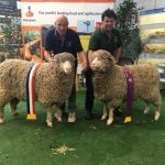 Taljar's Supreme Interbreed Champion Longwool Ram and Reserve Interbreed Interbreed Champion Longwool Ram