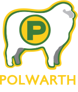 Polwarth: Can't be beat for Wool and Meat