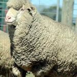 Polwarth: Produce long stapled, soft handling, high yielding fleece