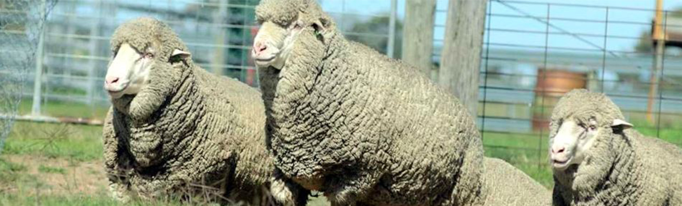 Polwarth: Produce long stapled, soft handling, high yielding fleece